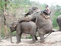 Thailand Elephant Trek Thailand Elephant Trek
