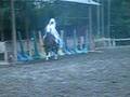 spectacle seigneur des anneaux