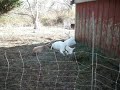 Long Pasture Goats, Turkeys, and a Hawk