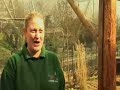 Behind the scenes: African Hunting Dogs at  ZSL London Zoo
