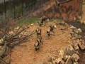 Behind the scenes: African Hunting Dogs at  ZSL London Zoo
