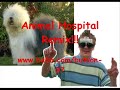 Animal Hospital Remix Animal Hospital Remix