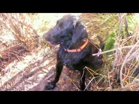 Labrador Retriever Training