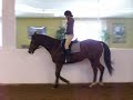 Dressage-trot