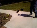 RT @BusterSaxman: Me playing in the yard with my 10 week old Pomeranian/Pug mix friend Cookie: http://youtu.be/hNQ8xHdfmJE
