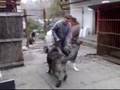 Caucasian Shepherd Erudit/ KAO Erudit