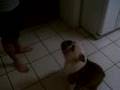 Antiguo Bulldog Inglés video