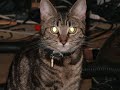 Pussy Cat