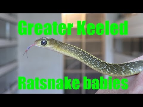 YouTube reptile video
