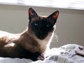 MENU FOODS & IAMS KILLED MY KITTY CAT