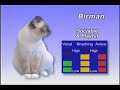 Birman