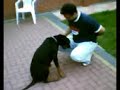 Doberman Dallas