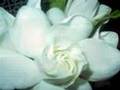 Pan-Flute.Com : Song of Hawaii