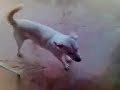 raica doida  brincando