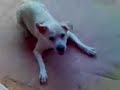 raica doida brincando raica doida brincando