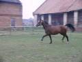 videos de klacz erytrea.avi