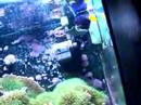 My 46Gallon bow front as of June 1,2007
