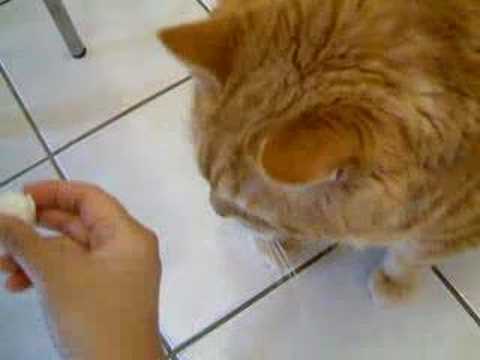 fat cat popcorn