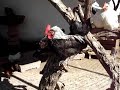 Cock Crows - Pueblito de Los Dom�nicos