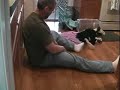 トイプードル動画