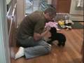 Caniche video