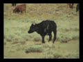 KILL A COW! Save a Prairie Dog...