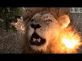 Powerful, Amazing, Close Up Lion Roar in HD!