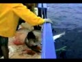 La Pire Attaque De Requin Jamais Filmee