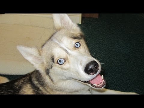how to properly feed your dog