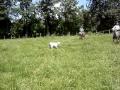 Lida no Campo 084.mpg