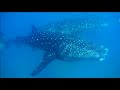 Whale Sharks, Mantas & Humpback Whales Whale Sharks, Mantas & Humpback Whales