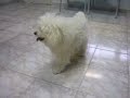 IUNA FINAL-fisioterapia-veterinaria-ruptura-ligamento-cruzado.mov