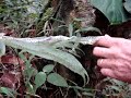 ACUEDUCTO VEREDAL MICRCOUENCA CHONTADURO Y RETORNO A PICO DE
