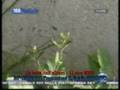 videos de la festa dell'albero.avi