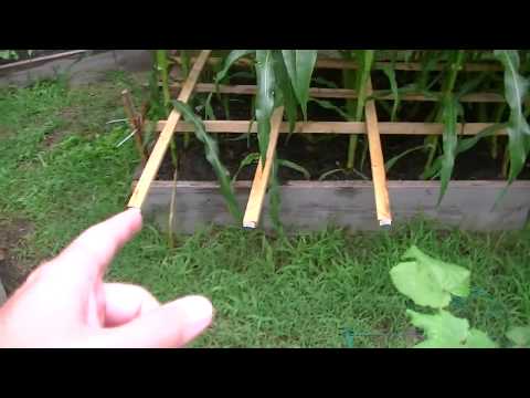 how to fertilize raised bed garden