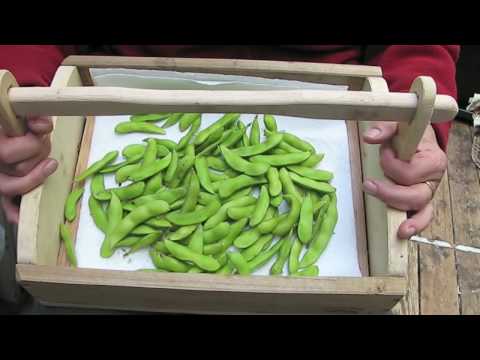 how to harvest edamame beans