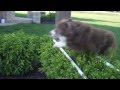 My Dog Eventing