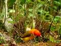 Flame Bowerbird
