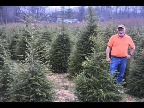 how to transplant arborvitae