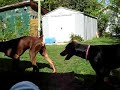 Doberman, Léka et Seajay jouent au ballon Doberman, Léka et Seajay jouent au ballon