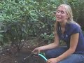 How to Mulch a Garden