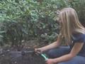 How to Mulch a Garden