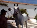SEMENTAL DE PALLARES