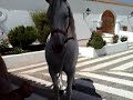 SEMENTAL DE PALLARES