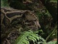 Borneo Cloud Leopard