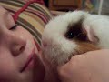 Little Girl Snuggles With Texel Guinea Pig