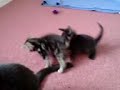Kittens playing (5 weeks old) Kittens playing (5 weeks old)