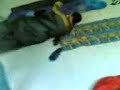 Gifra Live from Celenza-bitetto/bitonto-Enzo il serpente
