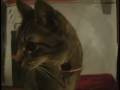 videos de A Sock Puppet and a Cat do a scene from Glengary Glenross