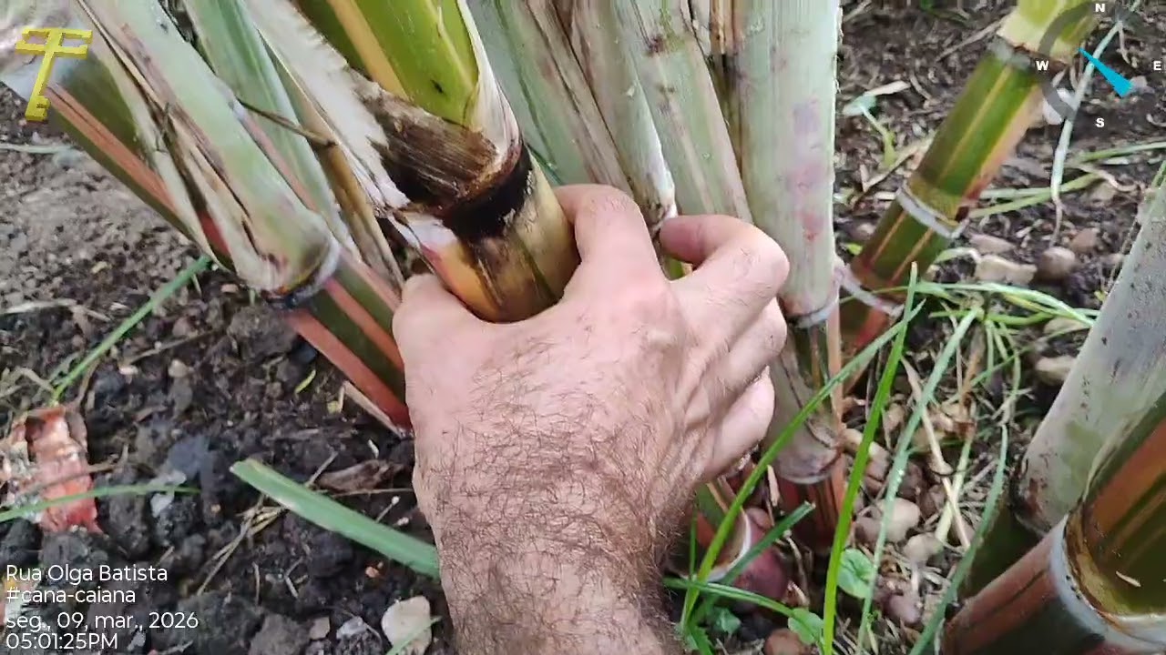 . Hi, guys!  Olha como está linda minha moita de cana